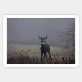 Big Buck - White-tailed Deer Sticker